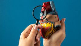 Srce: Osnovna funkcija i značaj u ljudskom organizmu